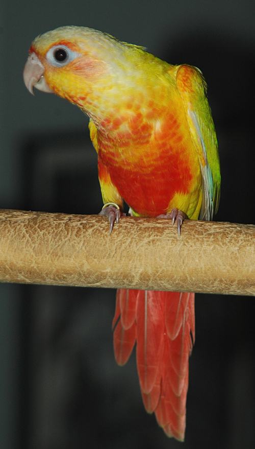 Sun on sale cheek conure